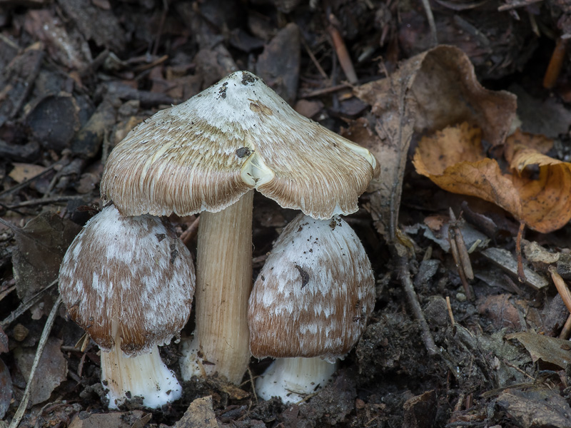 Inocybe maculata